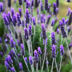 Close up of lavender flowers inthe meadow