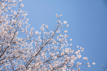 흐드러지게 피어난 벚꽃