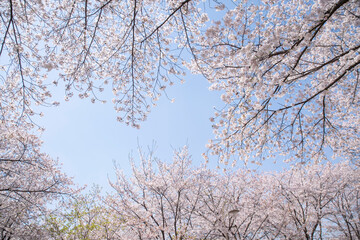 흐드러지게 피어난 벚꽃