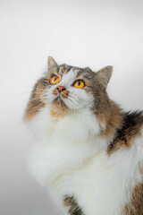 beautiful tricolored cat is sitting in the white studio
