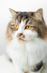 beautiful tricolored cat is sitting in the white studio
