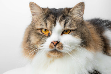 Crossbreed Siberian cat in front of a white background
