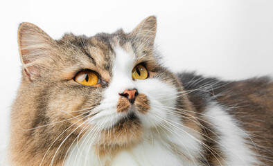 beautiful tricolored cat is sitting in the white studio
