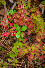 Fresh blueberry leaves in green and red colors