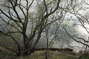Spring mood. The first leaves on the willows. View of the lake from top to bottom. Warm evening