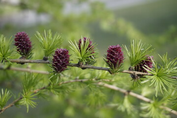 Signs of spring. Blooming chic=shki on larch in early spring. gymnosperms conifers