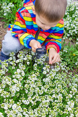 The child looks through a magnifying glass at the flowers Zoom in.