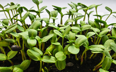 sprouts with green leaves of sunflower microgreens. growing microgreens at home. home gardening. healthy food concept.