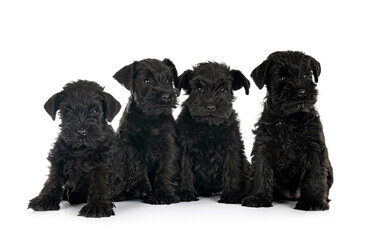 black miniature schnauzers in studio