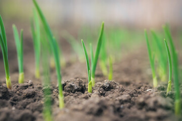garlic sprouts on home farm