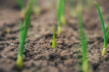 sprouts of organic greens on a family farm