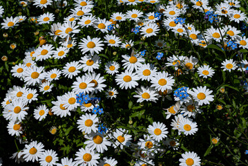 白い花と青い花