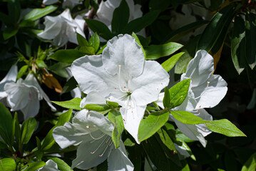 白いツツジ