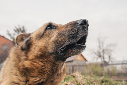 emotion of a german shepherd close-up, the dog asks