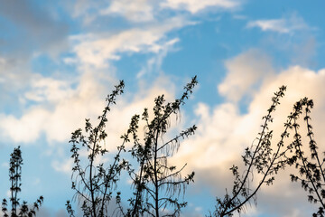 Spring, branches with blossoming leaves in the evening sky. Sunset in the forest.