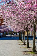 row of cerise cherry trees in Kumla Center april 29 2022