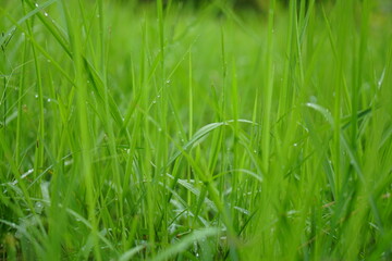 green grass background in rainy season