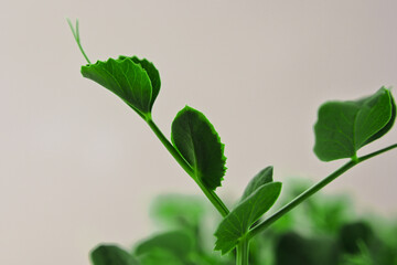 pea shoots, pea microgreens. healthy food concept.