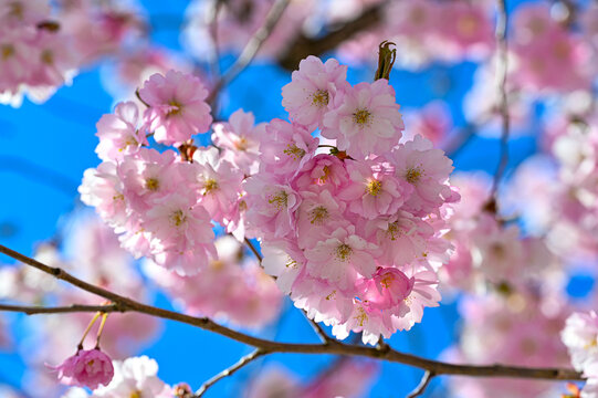 cerise cherry blossom in springtime april 29 2022 Kumla Sweden