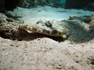 Crocodile fish, fish bone type fish Osteichthyes Flathead (Platycephalidae). Crocodile fish,...