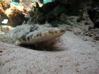 Crocodile fish, fish bone type fish Osteichthyes Flathead (Platycephalidae). Crocodile fish,...
