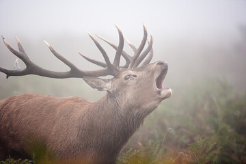 Red deer stag in the winter mist of Bushy Park, London