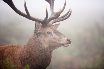 Red deer stag in the winter mist of Bushy Park, London