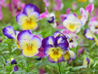 Viola flowers are blooming