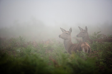 Red Deer hind, or ewe, walking in the long grass in London winter mist
