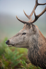 Red deer stag in the winter mist of Bushy Park, London