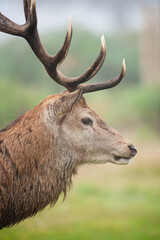Naklejka na ściany i meble Red Deer in the green grass of the annual rut in the United Kingdom
