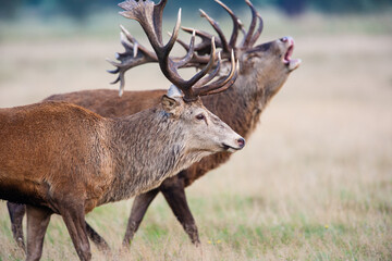 Two Red Deer fighting during the annual rut in the United Kingdom
