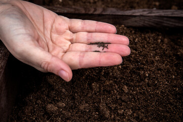 Seeds in hand above the soil. Preparing for seeding in gardening season
