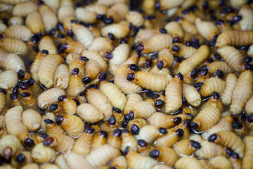 The pile of Red Palm Weevil (Rhynchophorus Ferrugineus) background