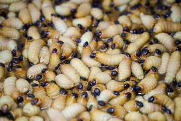 The pile of Red Palm Weevil (Rhynchophorus Ferrugineus) background