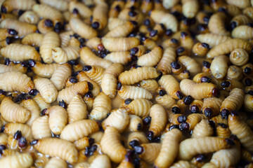 The pile of Red Palm Weevil (Rhynchophorus Ferrugineus) background