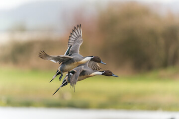 Pair of Male Northern Pintail Ducks flying over a nature reserve