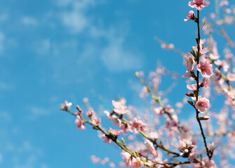 Apricot blossoms in full bloom with beautiful pink petals against blue sky background.