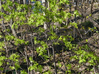 plants in the ground