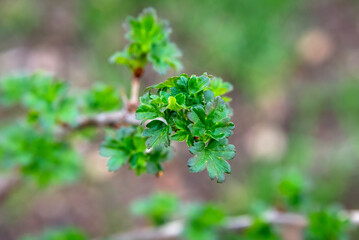 A young bush of green currant in the garden.