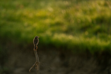 A paddy field pipit resting on a dead branch