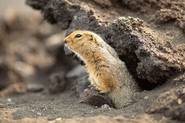 Naklejka na ściany i meble Arctic ground squirrel or parka in Kamchatka near Tolbachik volcano