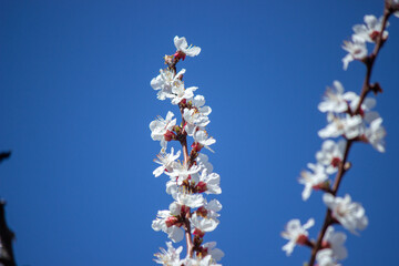 flowering tree at spring. pollination by bees.
