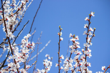 flowering tree at spring. pollination by bees.