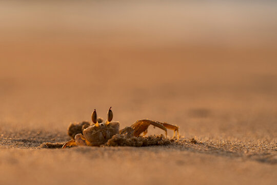 A portrait of a horned ghost crab peaking out of it's burrow