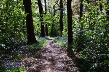 Obraz premium Bluebells in the Public garden Sorghvliet in The Hague