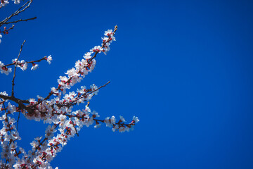 flowering tree at spring. pollination by bees.