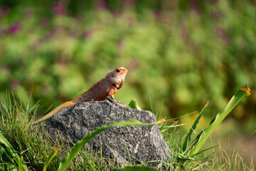 An oriental forest lizard resting on a rack