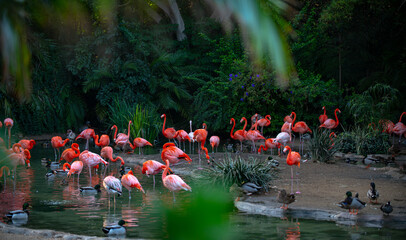 Beautiful pink flamingo. Flock of Pink flamingos in a pond. Flamingos or flamingoes are a type of wading bird in the genus Phoenicopterus.