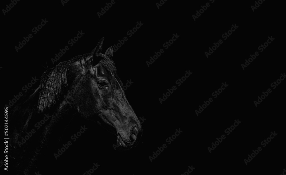 Wall mural portrait of a beautiful black stallion on a black background - Wall murals